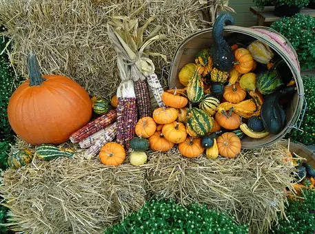 Pumpkins with various sizes are placed together. Some are in a vegetable basket.